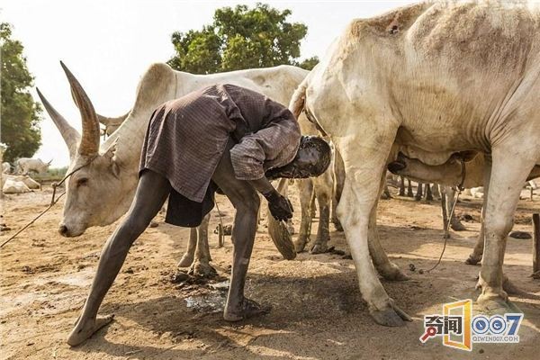 Smearing cow dung on the body and washin