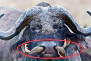 A man saw something strange on